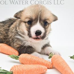 Hermonie - Red female Pembroke Welsh Corgi puppy in Kiowa, Colorado from Cool Water Corgis LLC