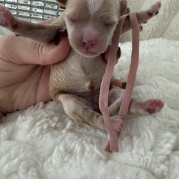 Pink collar - Apricot female Maltipoo puppy in Fredericktown, Missouri from Doodle Pups Fur-Ever