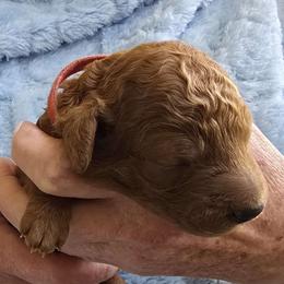 Red Collar - Red  male Poodle puppy in Vass, North Carolina from Dakliff Standard Poodles