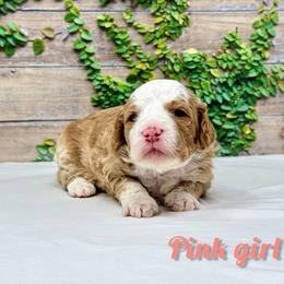 Pink girl - Red female Bernedoodle puppy in Modesto, California from Two Doods Doodles