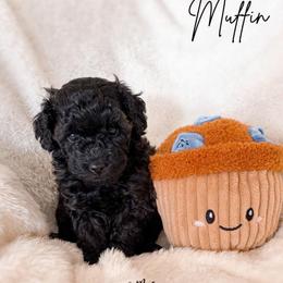 Muffin - Sable female Poodle puppy in Kula, Hawaii from Toy Poodle & Maltipoo Maui