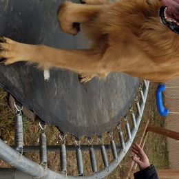 Gilligan, Gilly - Golden Retriever