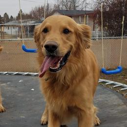 Gilligan, Gilly - Golden Retriever