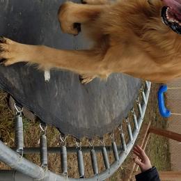 Gilligan, Gilly - Golden Retriever