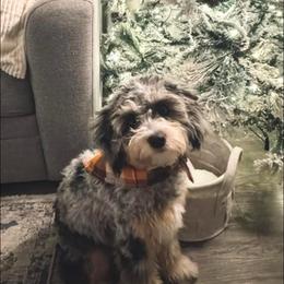 Luna - Bernedoodle