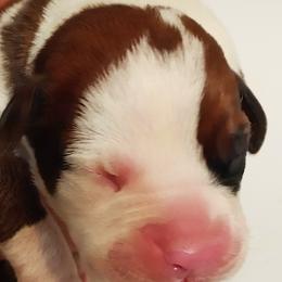 Boxers from Goodman/Pogue Boxer Babies