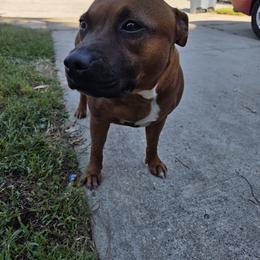 Puma Adult 4 years - Red female Staffordshire Bull Terrier puppy in Houston, Texas from Khaleesi Kennel
