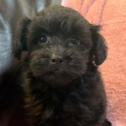 Jazz - Black female Havapoo puppy in Lancaster, South Carolina from 3 Bs Havanese-PUPPIES with  PURPOSE