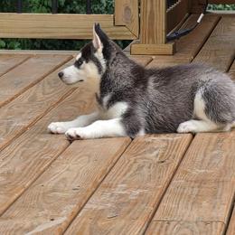 Siberian Husky Puppies from Nikolay Veltchev