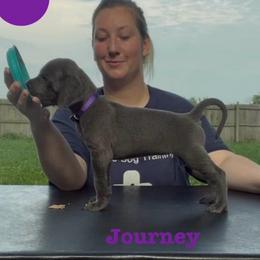 Journey - Blue female Great Dane puppy in Edwardsville, Illinois from Giants and Munchkins