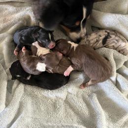 Australian Shepherd and Miniature Australian Shepherd Puppies from KMooreAussies