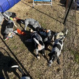 Bluetick Coonhound Puppies from The Boneyard Country Kennels