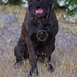Cane Corso All Grown Up from Triple H Cane Corso