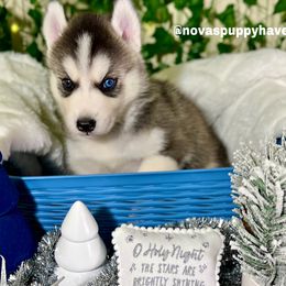 Siberian Husky Puppies from Nova’s Puppy Haven
