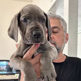 Bright Pink - Blue female Great Dane puppy in Plano, Texas from Blue Thunder Danes
