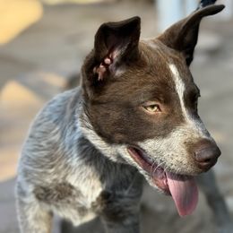 Australian Cattle Dog puppies from A2 Australian Cattle Dogs