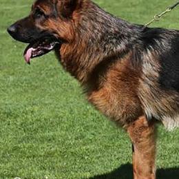 German Shepherds from Rikah-Haus German Shepherds