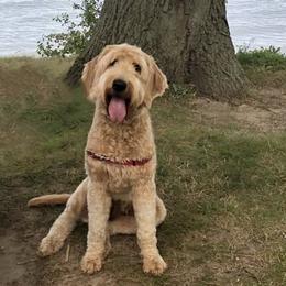 Honey - Goldendoodle