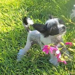 Hudson Long Star Angel - White and black male Chinese Crested puppy in Amarillo, Texas from Victoria's Chinese Cresteds Long Star Angels