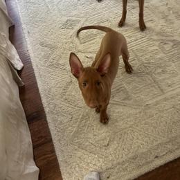 Pharaoh Hound Puppies from LaRee Drolet