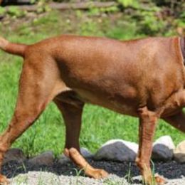 Redbone Coonhounds from Hudson Hounds