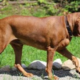 Redbone Coonhounds from Hudson Hounds