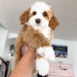 Ron - Red male Bernedoodle puppy in South Jordan, Utah from Wonderful World Doodles