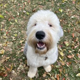 Rayne - Sheepadoodle