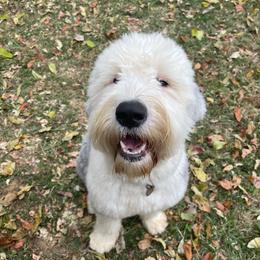 Rayne - Sheepadoodle