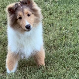 Ruby - Sable and white female Shetland Sheepdog puppy in Tulsa, Oklahoma from September Morning Shelties