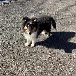 Diamond girl - Black white and tan female Shetland Sheepdog puppy in Rockville, Maryland from Robin Rice