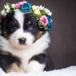 Australian Shepherd Puppies from Skyborne Australian Shepherds