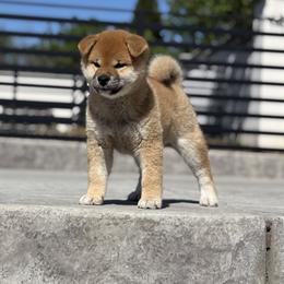 Ume - Red female Shiba Inu puppy in Roseville, California from Tokubetsuna Shibas