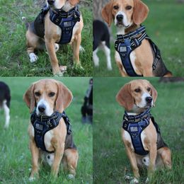 Max - Black tan and white male Beagle puppy in Bemidji, Minnesota from Nse Farms Beagles