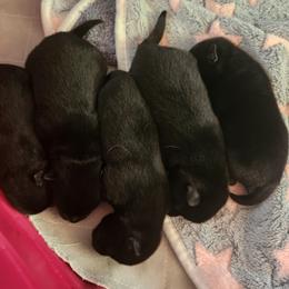 Schipperkes from Walking Hart Schipperkes