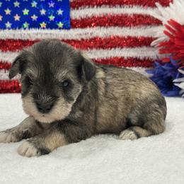 Marsha Male 1 - Salt and pepper male Miniature Schnauzer puppy in Pageland, South Carolina from New Haven Farms