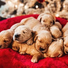 Golden Retrievers from Evergreen Retrievers