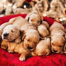 Golden Retrievers from Evergreen Retrievers