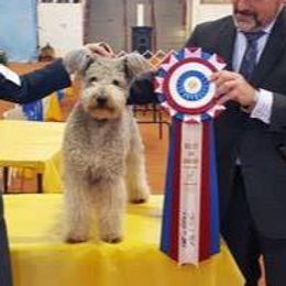 Pumik and Tibetan Terriers from TriSong TIbetan Terriers & Pumik
