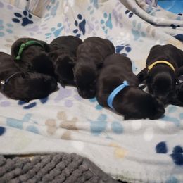 Dutch Shepherd puppies from Blackcraft K9