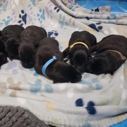 Dutch Shepherd puppies from Blackcraft K9