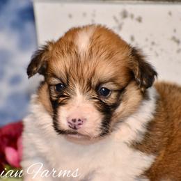 Pumpkin - Red male Pembroke Welsh Corgi puppy in East Canton, Ohio from Victorian Farms
