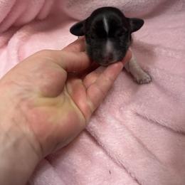 Black n white male - Piebald male Dachshund puppy in Coeburn, Virginia from Southern Sweetheart Kennels