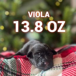 Viola - Black female Labrador Retriever puppy in Puyallup, Washington from 12 Door Farm Labradors