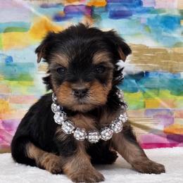 Vera - Black and tan female Yorkshire Terrier puppy in Monticello, Iowa from Ashley’s Puppies