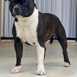 Joey - Staffordshire Bull Terrier