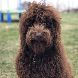 Cozzy - Australian Labradoodle