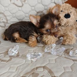Aaron - Chocolate and tan male Yorkshire Terrier puppy in Humble, Texas from Marnax Yorkshire Babies