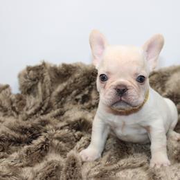 Jasper - Cream male French Bulldog puppy in Saucier, Mississippi from Mississippi Sound Frenchies