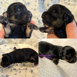 Huckleberry - Black and tan male Havanese puppy in Lovingston, Virginia from Tye River Havanese